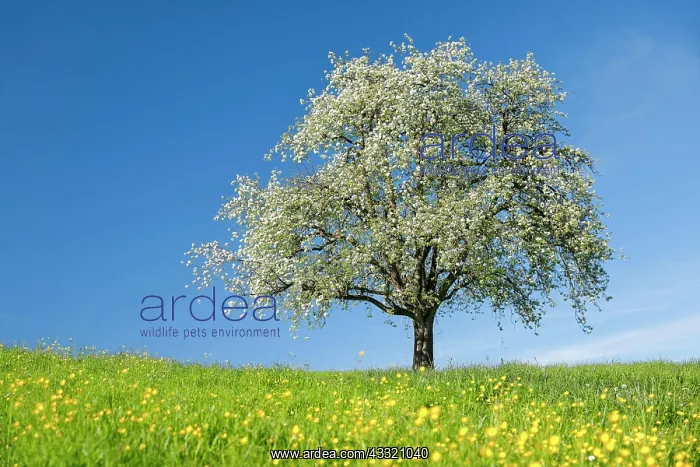 : Alleinstehender, bluhender Birnbaum auf bluhender : Alleinstehender, bluhender Birnbaum auf bluhender