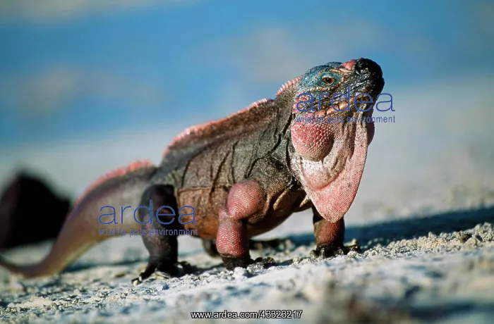: Allens Cay Iguana (Cyclura cychlura inornata), Allens : Allens Cay Iguana (Cyclura cychlura inornata), Allens