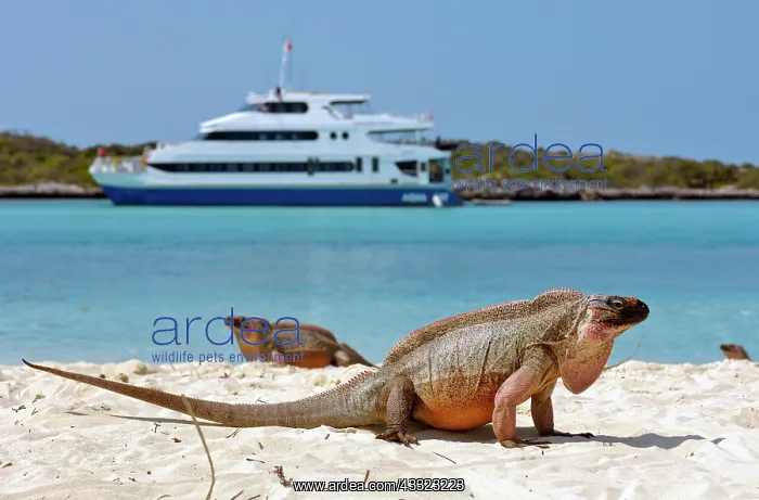 : Allens Cay Iguana (Cyclura cychlura inornata), Allens : Allens Cay Iguana (Cyclura cychlura inornata), Allens