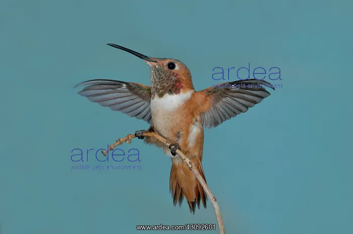 : Allen's Hummer : Allen's Hummer