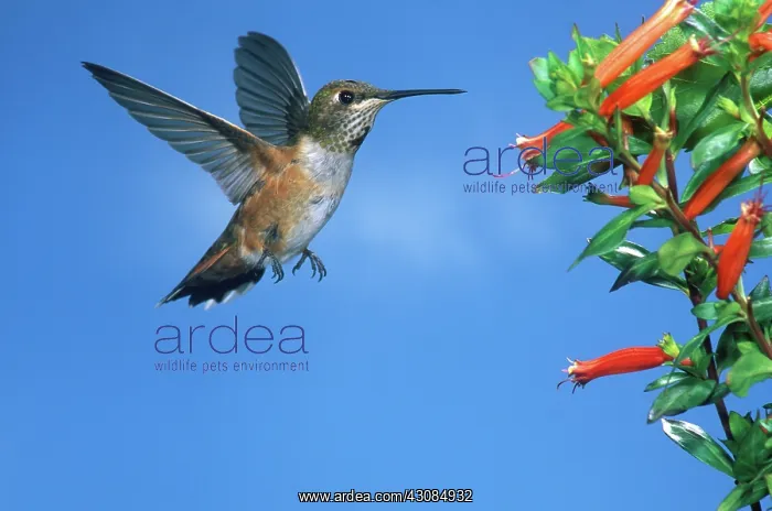 : Allen's Hummingbird : Allen's Hummingbird