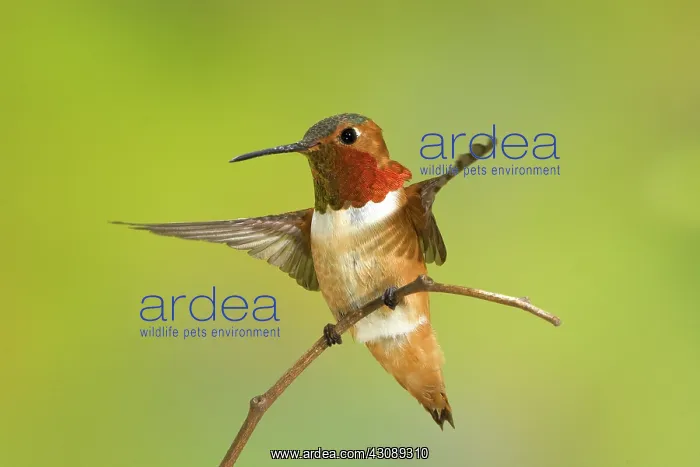 : Allen's Hummingbird : Allen's Hummingbird