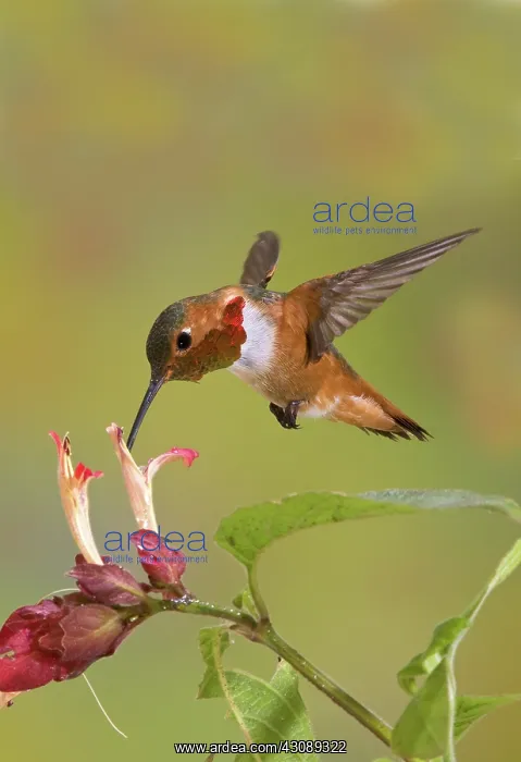 : Allen's Hummingbird : Allen's Hummingbird