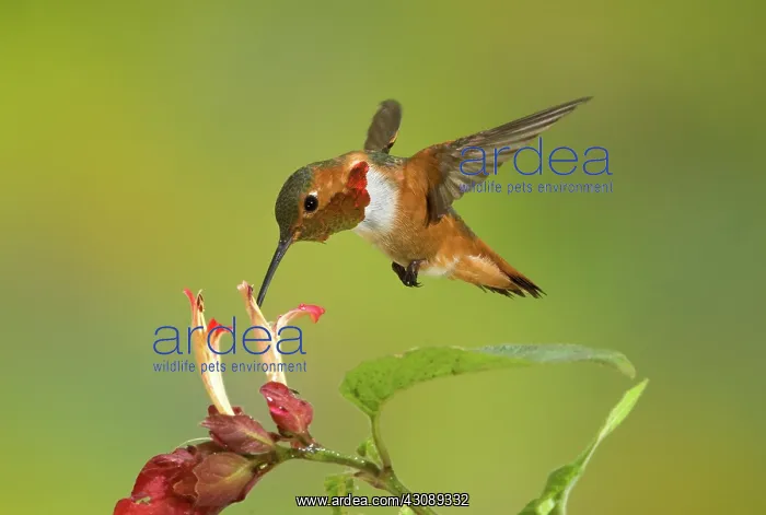 : Allen's Hummingbird : Allen's Hummingbird