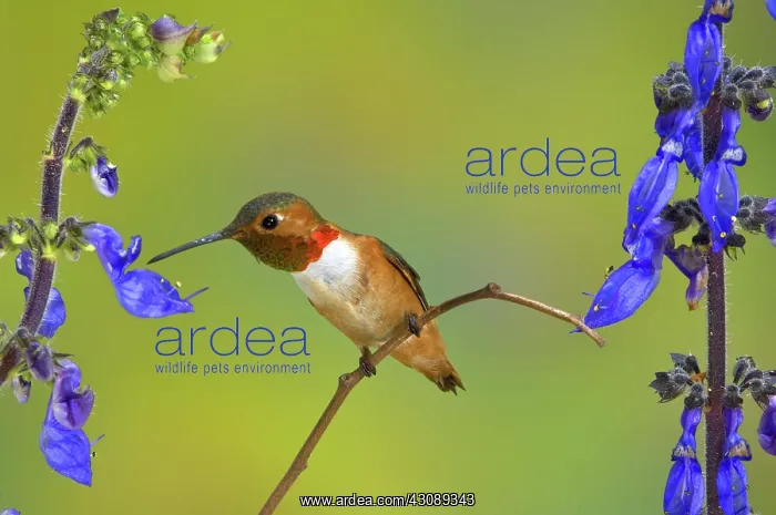 : Allen's Hummingbird : Allen's Hummingbird
