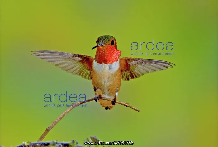 : Allen's Hummingbird : Allen's Hummingbird