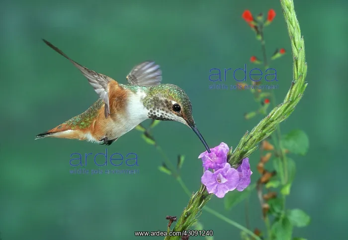 : Allen's Hummingbird : Allen's Hummingbird