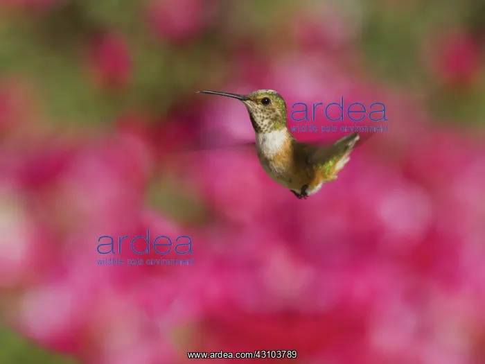 : Allen's hummingbird : Allen's hummingbird