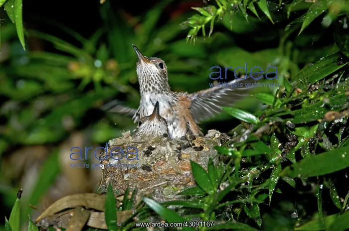 : Allen's Hummingbird Chicks : Allen's Hummingbird Chicks