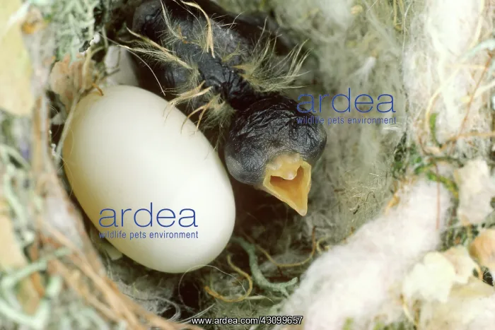 : Allen's Hummingbird hatchling in nest : Allen's Hummingbird hatchling in nest