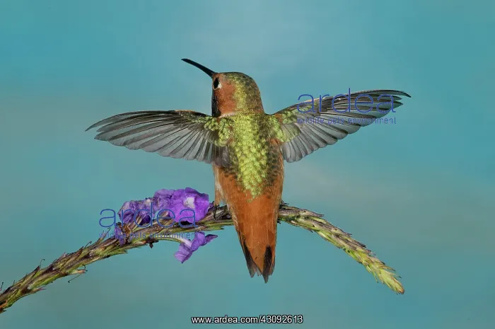 : Allen's Hummingbird Male : Allen's Hummingbird Male
