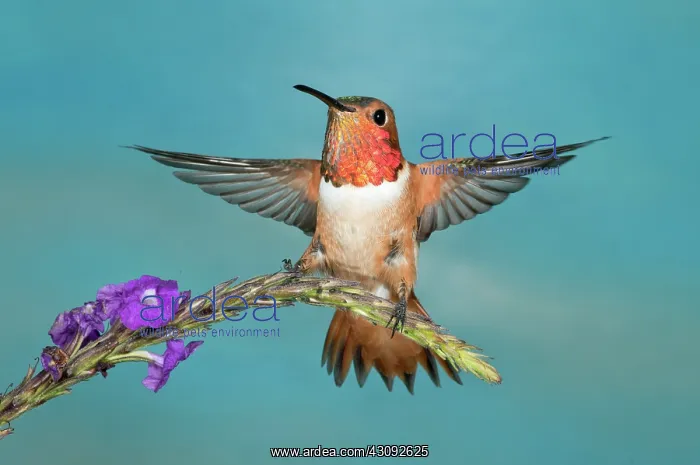  : Allen's Hummingbird Male