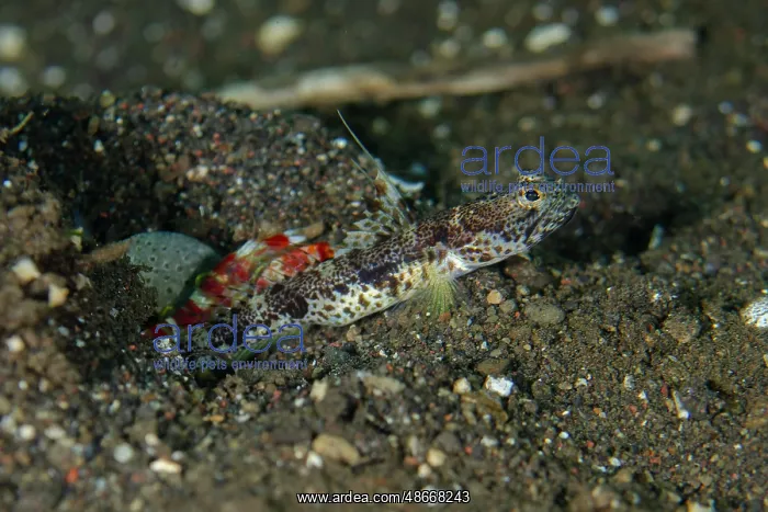 : Allen's Shrimpgoby - with Randall's Snapping Shrimp (Alpheus : Allen's Shrimpgoby - with Randall's Snapping Shrimp (Alpheus