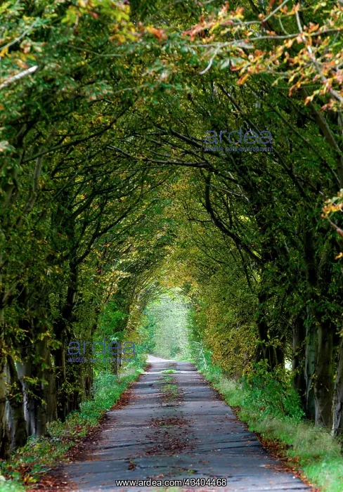 : Alley in autumn : Alley in autumn