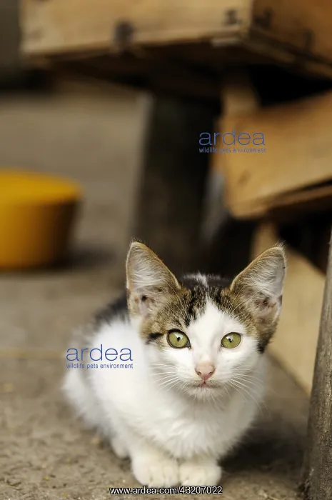 : Alley Cat on a farm in Serbia : Alley Cat on a farm in Serbia