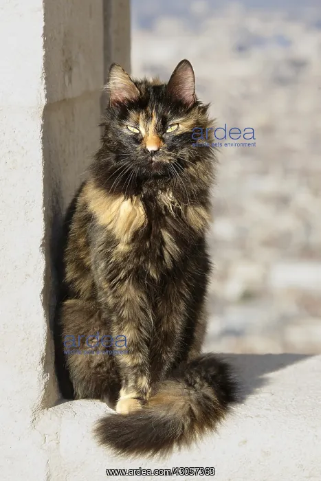 : Alley Cat sick Notre Dame de la Garde Marseille France : Alley Cat sick Notre Dame de la Garde Marseille France