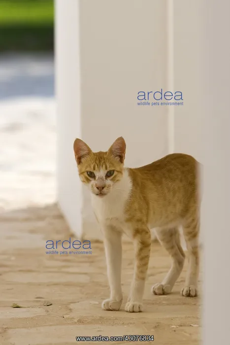 : Alley cat Tunisia : Alley cat Tunisia