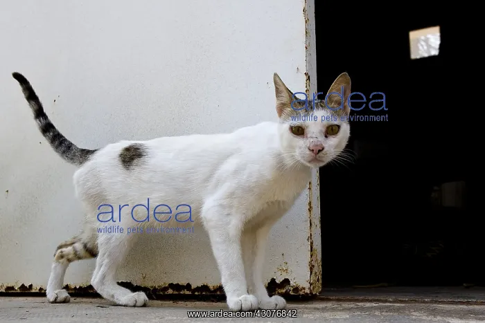 : Alley cat Tunisia : Alley cat Tunisia