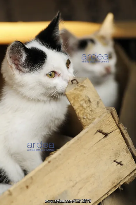  : Alley Cats on a farm in Serbia