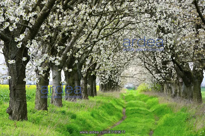 : Alley from flowering Cherry treesn (Prunus) in spring : Alley from flowering Cherry treesn (Prunus) in spring