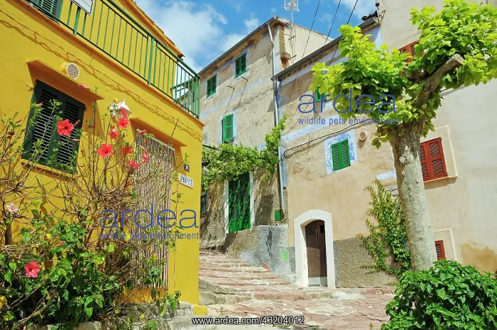 : Alley with houses in the village of Estellencs : Alley with houses in the village of Estellencs