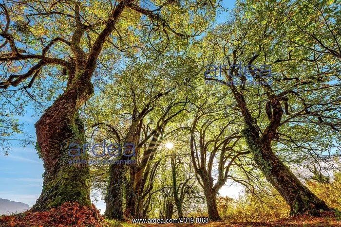 : Alley of linden trees in autumn, Bugey, Ain, France : Alley of linden trees in autumn, Bugey, Ain, France
