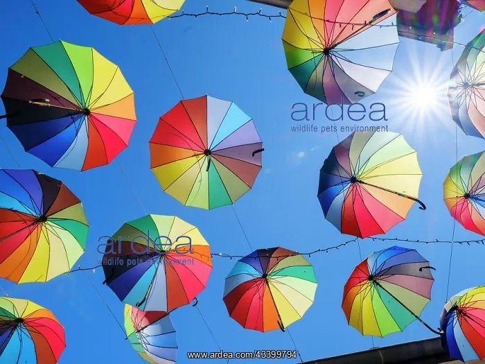 : Alley of the Old Town with umbrellas. The town Szentendre : Alley of the Old Town with umbrellas. The town Szentendre