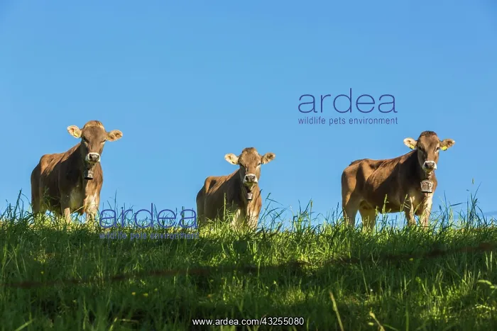 : Allg&, x4d60;cows, brown cattle, on pasture, blue : Allg&, x4d60;cows, brown cattle, on pasture, blue