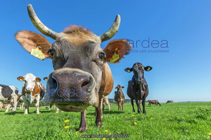 : Allg&, xe4;u cows, brown cattle, on a pasture : Allg&, xe4;u cows, brown cattle, on a pasture