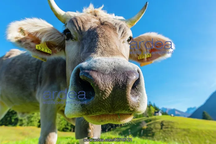 : Allgauer Braunvieh (Bos primigenius taurus), animal : Allgauer Braunvieh (Bos primigenius taurus), animal