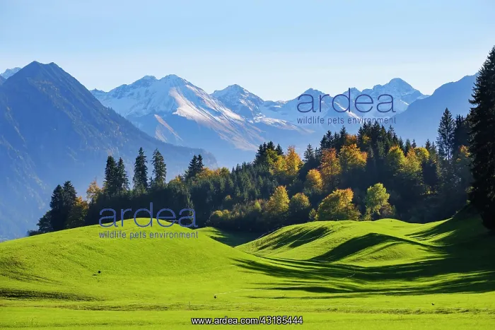 : Allgcu Alps near Oberstdorf, view from Schnllang : Allgcu Alps near Oberstdorf, view from Schnllang