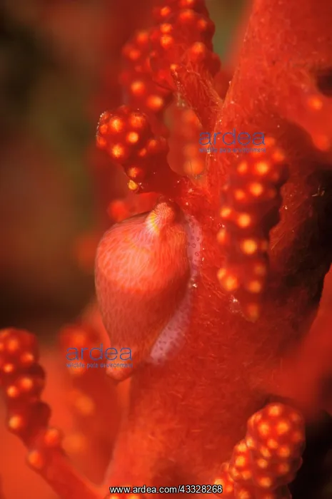 : Allied cowrie : Allied cowrie