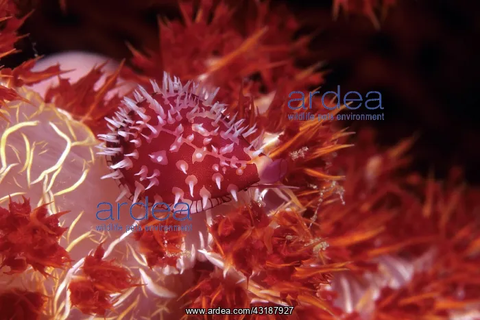 : Allied cowrie, Pseudosimnia sinensis on soft coral, Dendrone : Allied cowrie, Pseudosimnia sinensis on soft coral, Dendrone