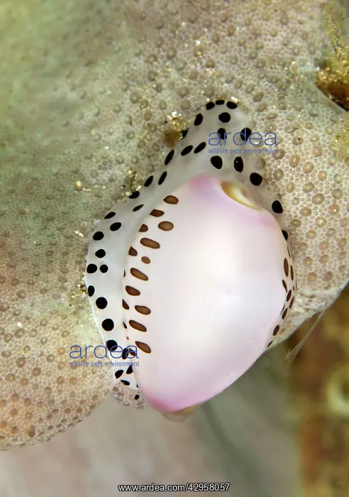  : Allied Cowries
