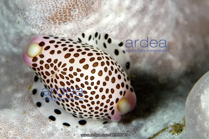 : Allied Cowries : Allied Cowries