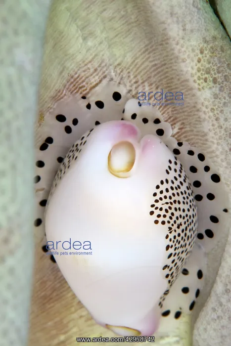 : Allied Cowries : Allied Cowries