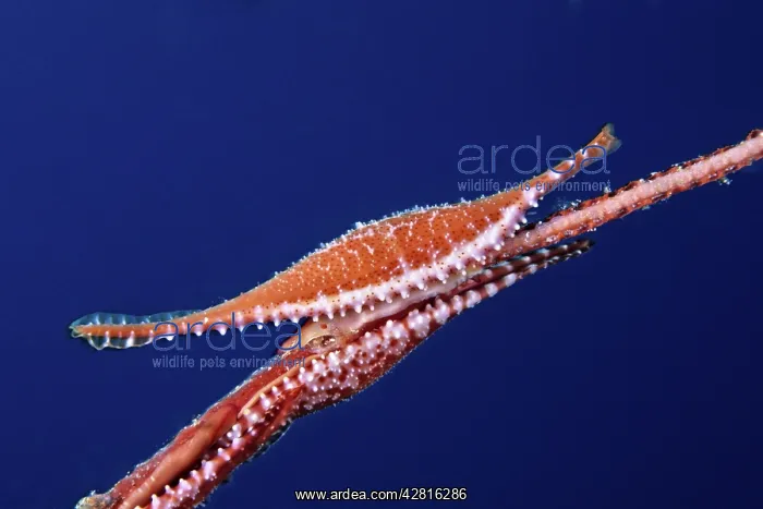 : Allied cowry shell on coral, Phenacovolva birostris, Walindi : Allied cowry shell on coral, Phenacovolva birostris, Walindi