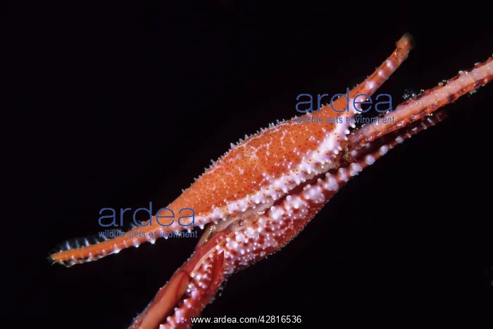 : Allied cowry shell on coral, Phenacovolva birostris, Walindi : Allied cowry shell on coral, Phenacovolva birostris, Walindi