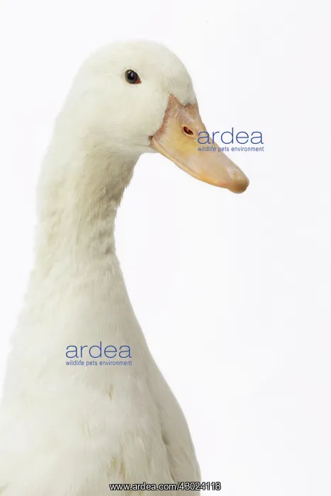  : Allier Duck
