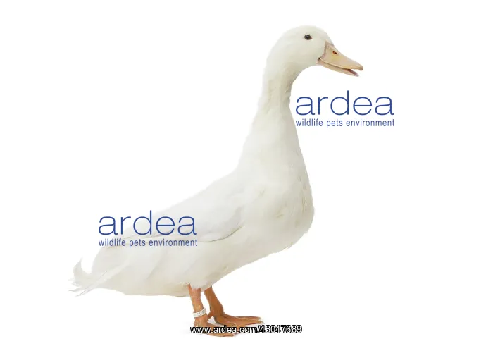  : Allier Duck