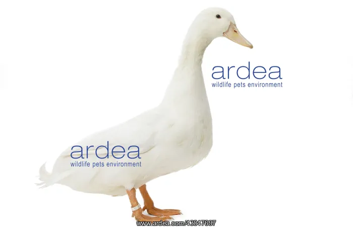  : Allier Duck