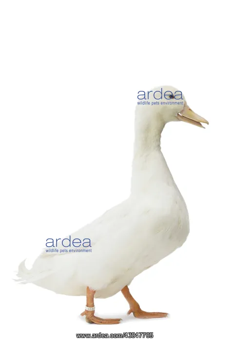  : Allier Duck