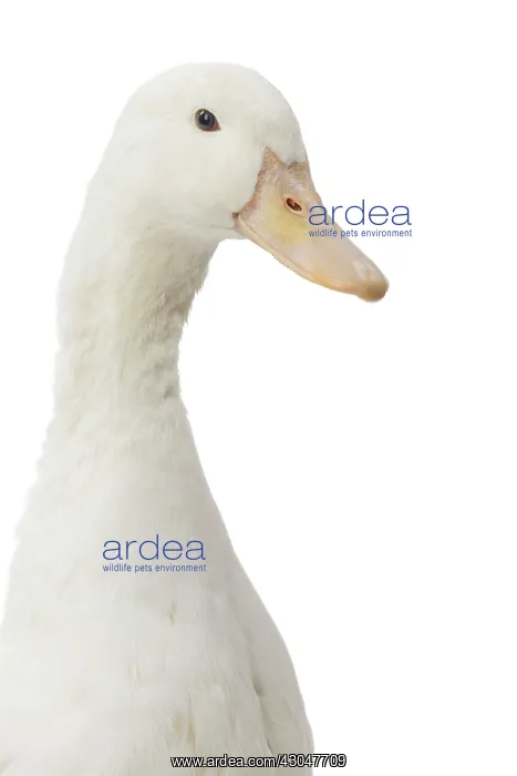  : Allier Duck
