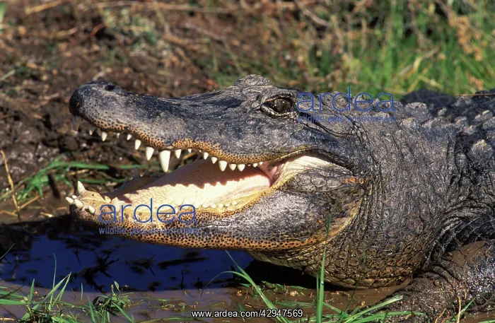 : Alligator (Alligator mississipiensis) : Alligator (Alligator mississipiensis)
