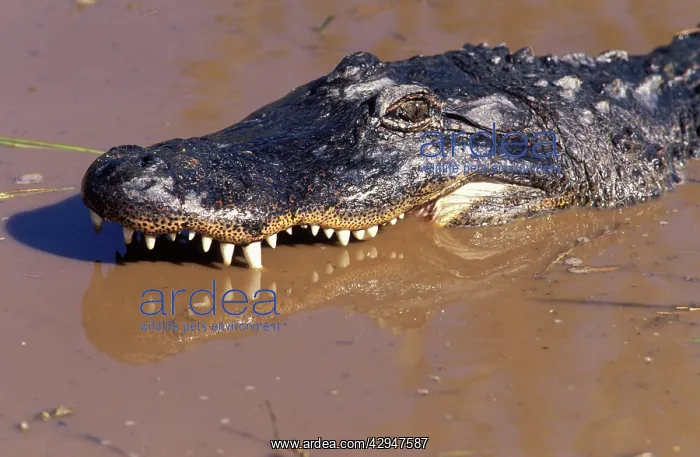 : Alligator (Alligator mississipiensis). USA : Alligator (Alligator mississipiensis). USA