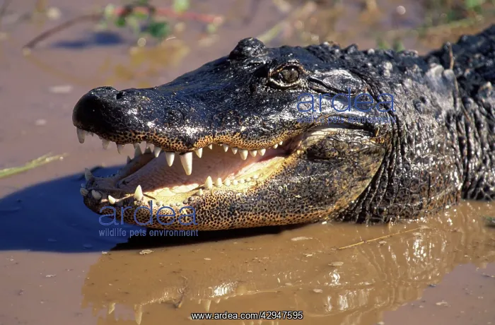 : Alligator (Alligator mississipiensis). USA : Alligator (Alligator mississipiensis). USA