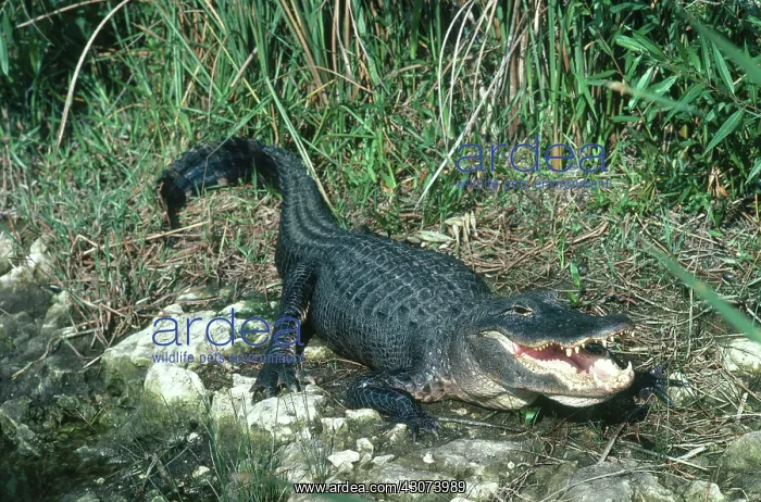 : Alligator. American alligator (Alligator mississippiensis) Jacksonville, FL : Alligator. American alligator (Alligator mississippiensis) Jacksonville, FL
