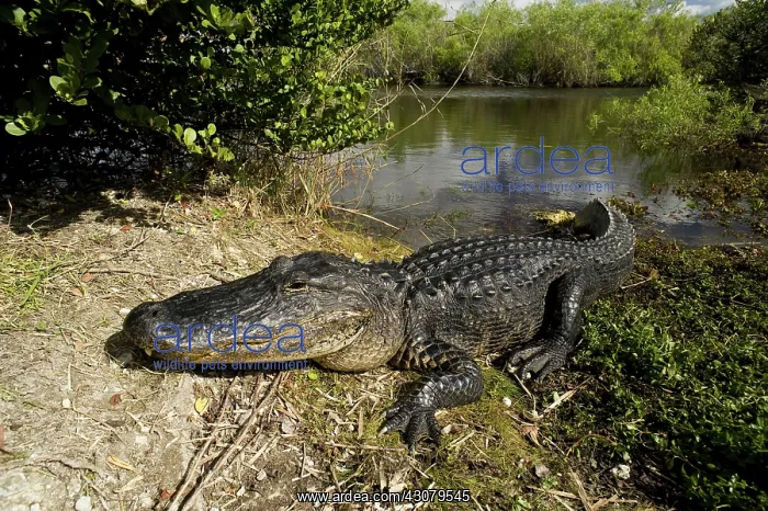 : Alligator. American Alligator (Alligator mississippiensis) basking in the : Alligator. American Alligator (Alligator mississippiensis) basking in the
