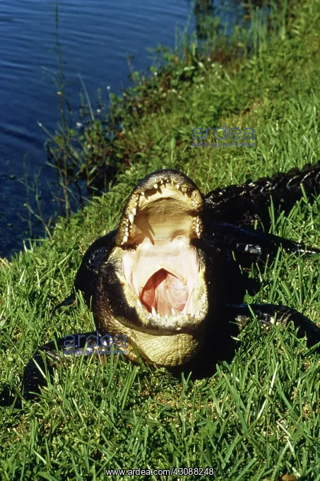 : Alligator. An American alligator (Alligator mississippiensis) shows off his teeth : Alligator. An American alligator (Alligator mississippiensis) shows off his teeth
