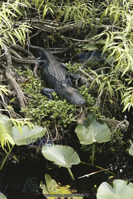 : Alligator (Alligator mississippiensis) : Alligator (Alligator mississippiensis)
